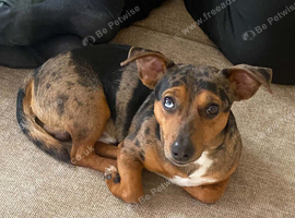 Jack Russell proven stud