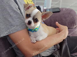 Apple head chihuahua boy 17w