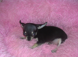Small Chihuahua puppies 2 boys fully vaccinated &pound;650.00 each
