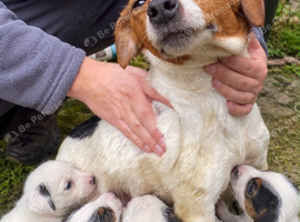4 jack Russel puppies for sale 2 boys left
