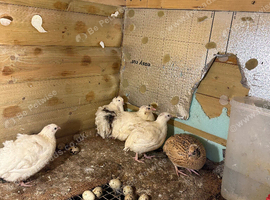 White quails