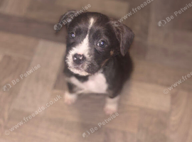 Frechy cross