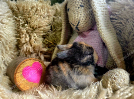 Beautiful pedigree mini lop bunnies