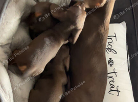 Dachshund Puppier For Sale