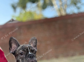 Frenchbulldog X boston terrier boy