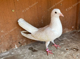 Female white dove pigeon