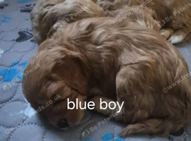 Cockapoos