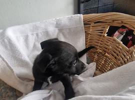 Jack russel x labrador