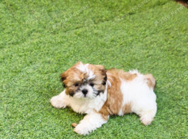 Shih tzu girl