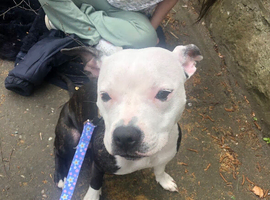 10 month old Staffordshire Bull Terrier