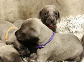 Stunning KC whippet puppies