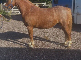 Very Smart Mare