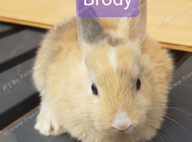 Brody the rabbit