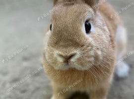 Rabbit
