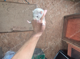 FERRET KITS