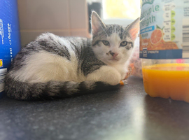 Pair of kittens
