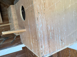 cockatiels birdiang box