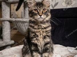 Tested SMA,PK,HCM,Only two left. Maine Coon Kittens