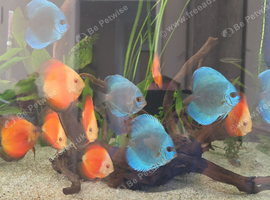 Discus