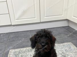 14 week old Penny