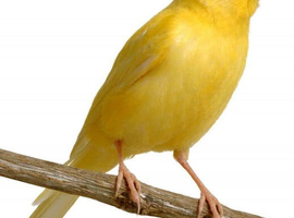 Canaries for new  home