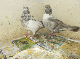 2 FOR SALE..