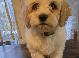 Maltipoo to re-home