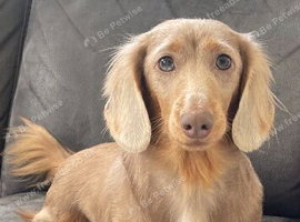 2 year old long hair female