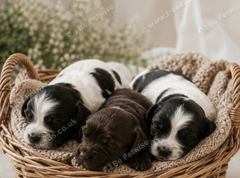 Show cocker x Shih Tzu