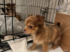 Adorable Chihuahua Puppies Looking for Their Forever Homes