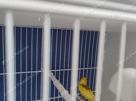 Irish fancy canaries for sale 1 pair &pound;30
