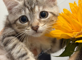 Beautiful, Playful Kitten Looking