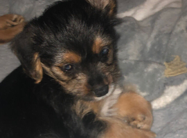 Cockerpoo mix jackawawa