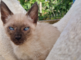 Bengal/Siamese/maine coon mix