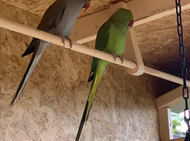 Ringneck pair green male & grey female