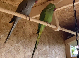 Ringneck parrot PAIR