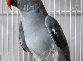 Beautiful DF Dark Grey Blue Ringneck Talking Parrot