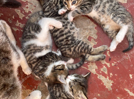 Four boy tabby kittens