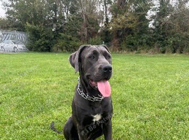 Cane corso pup beautiful grey