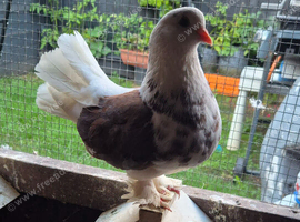 Various pigeons