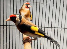 Goldfinch for sale