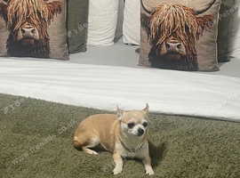 Chihuahua female