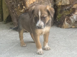 German shepherd x collie