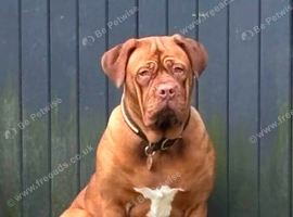 Dogue de bordeaux puppies