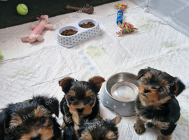 2 girls available Yorkshire terrier