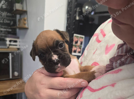 Boxer pups last 2 female left