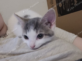 2 female kittens for sale