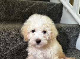 7 precious puppies looking for their forever homes