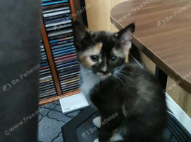 Kittens