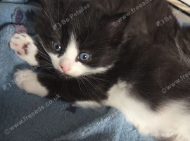 Maincoon cross kitten